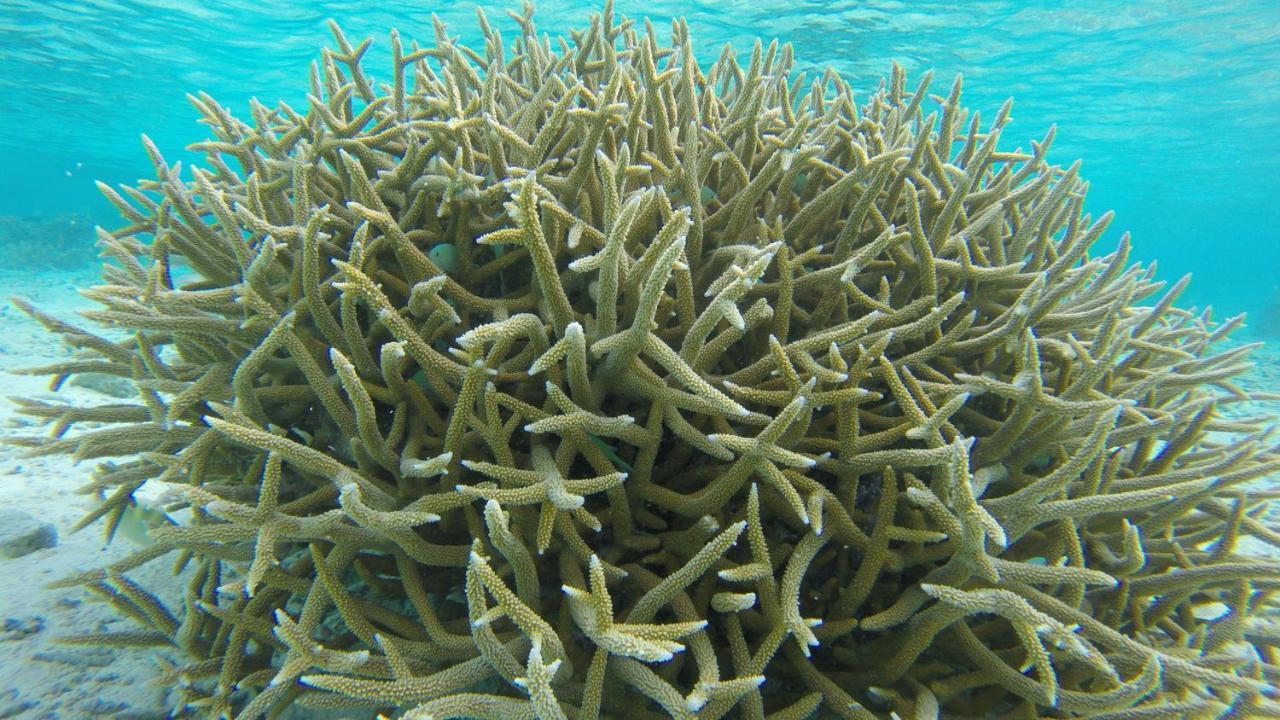 Noomuraka Inn Omadhoo Buitenkant foto