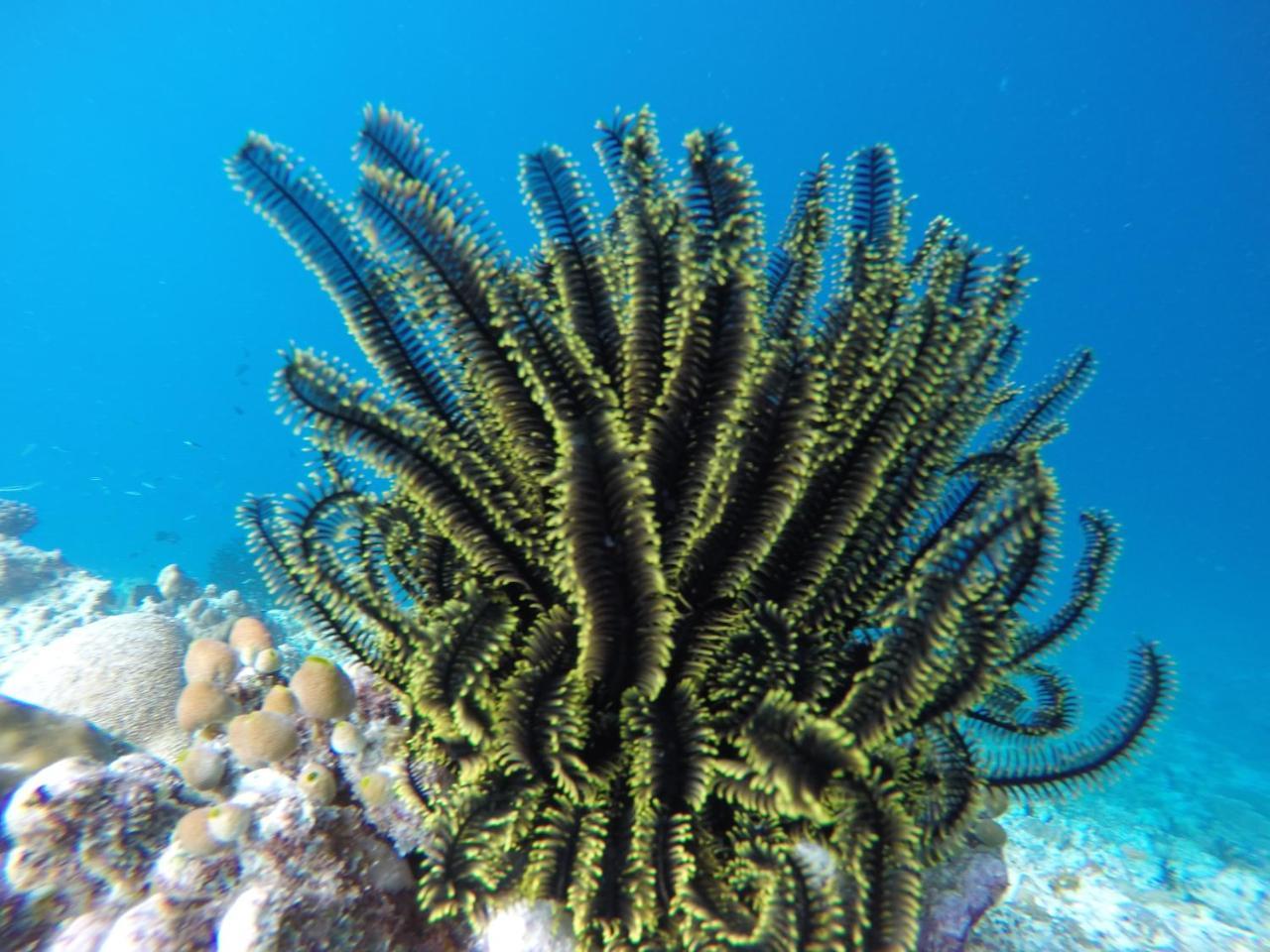 Noomuraka Inn Omadhoo Buitenkant foto