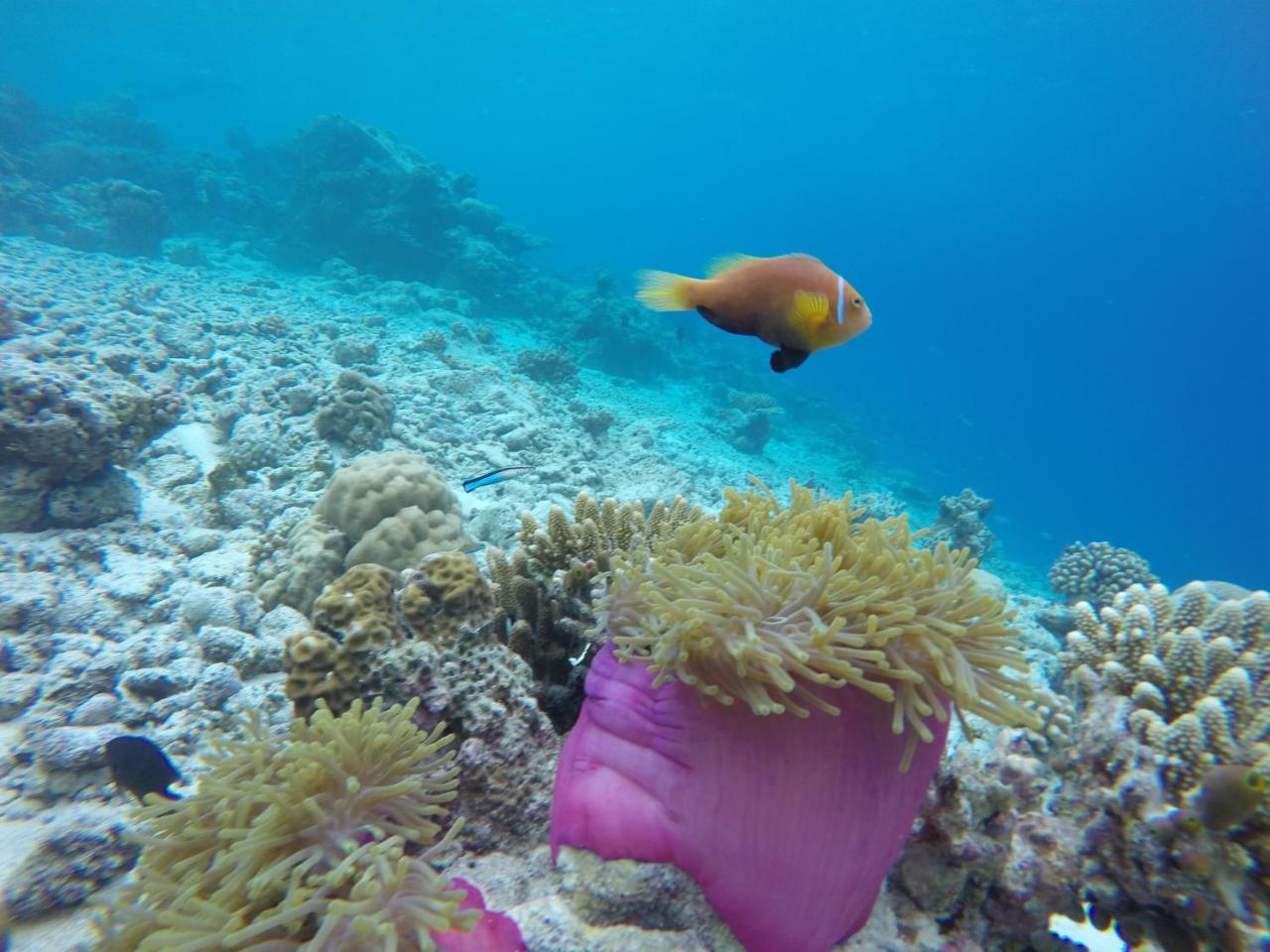 Noomuraka Inn Omadhoo Buitenkant foto